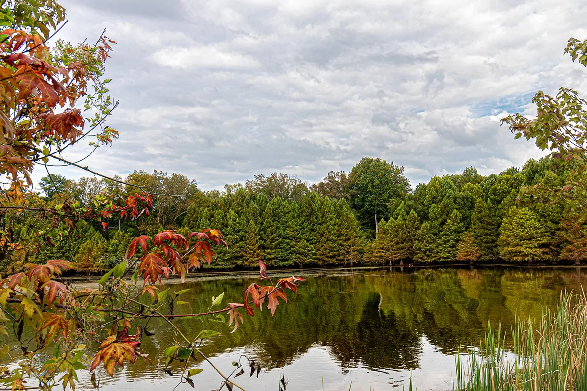 A calm water surface surrounded by lush greenery and colorful autumn foliage. The peaceful lakeside setting is ideal for fishing, nature walks, or simply enjoying scenic sunset views. The area fosters immersive experiences in nature for both children and adults.